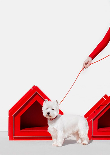 Pet design